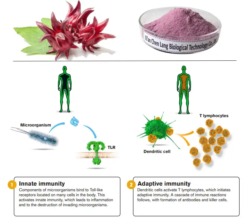 Hibiscus Sabdariffa Extract Powder Supplier.jpg